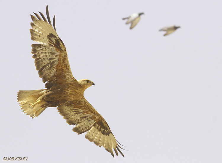     Long Legged  Buzzard  Buteo rufinus ,Kibbutz Ketura Arava valley ,Israel ,March  2012 .Lior Kislev                                       